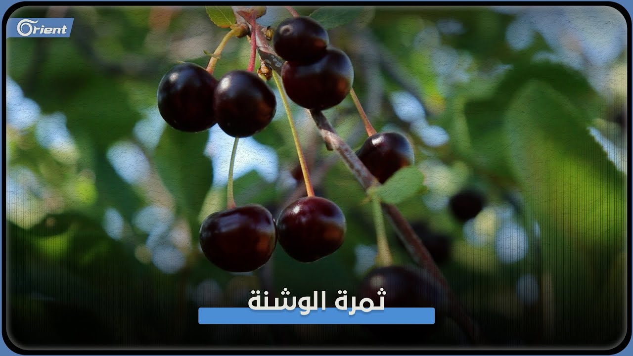 الوشنة والكرز.. ثمار تتشابه في الشكل وتختلف في الطعم والاستخدام