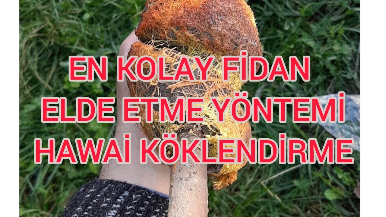 EN KOLAY FİDAN ELDE ETME YÖNTEMİ HAWAİ KÖKLENDİRME HERKES UYGULAYABILR                (AİR LAYERİNG)