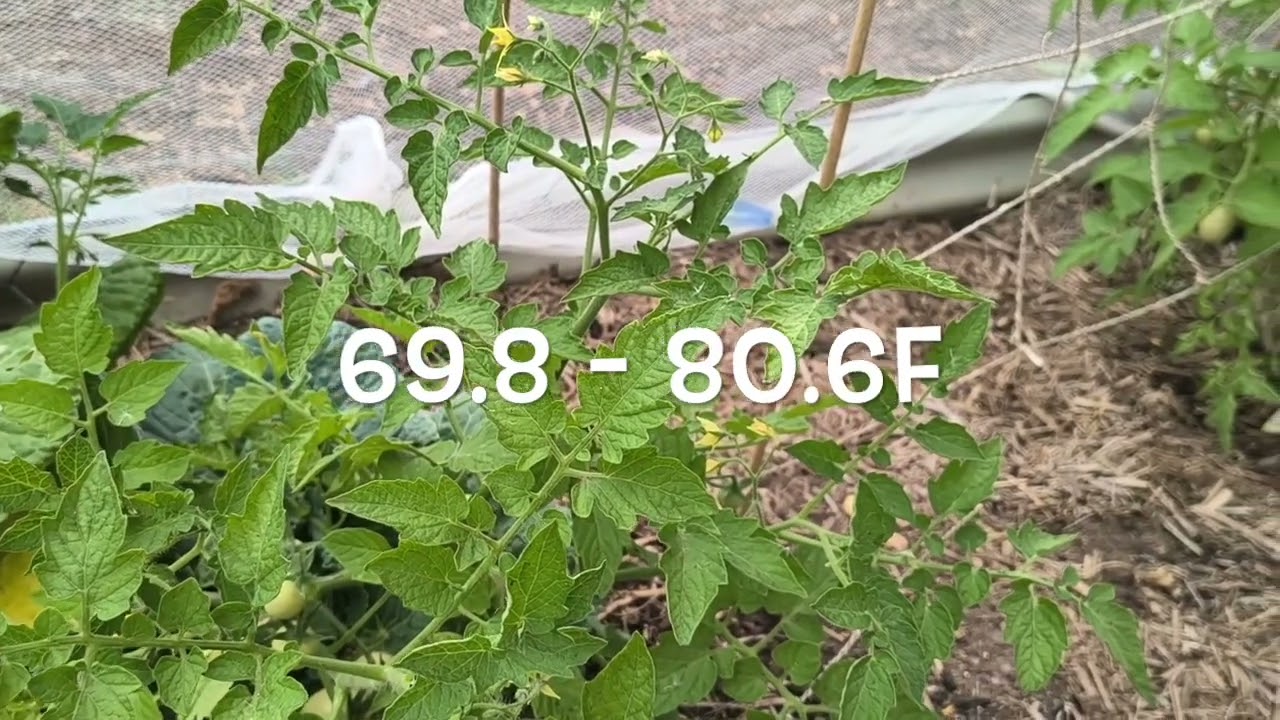 Post Heatwave Garden Cleanup! Very Satisfying to Get it Done! -  Reverse Homesteading