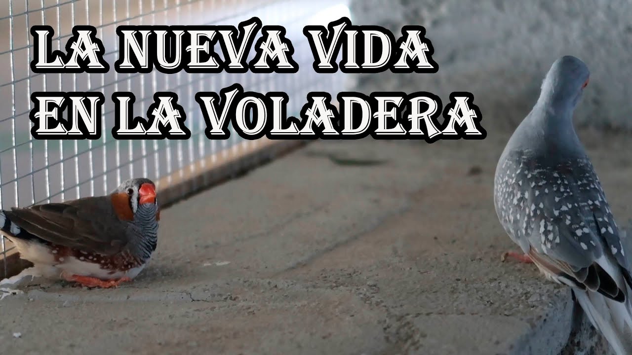 Soltamos los P&aacute;jaros en la Voladera