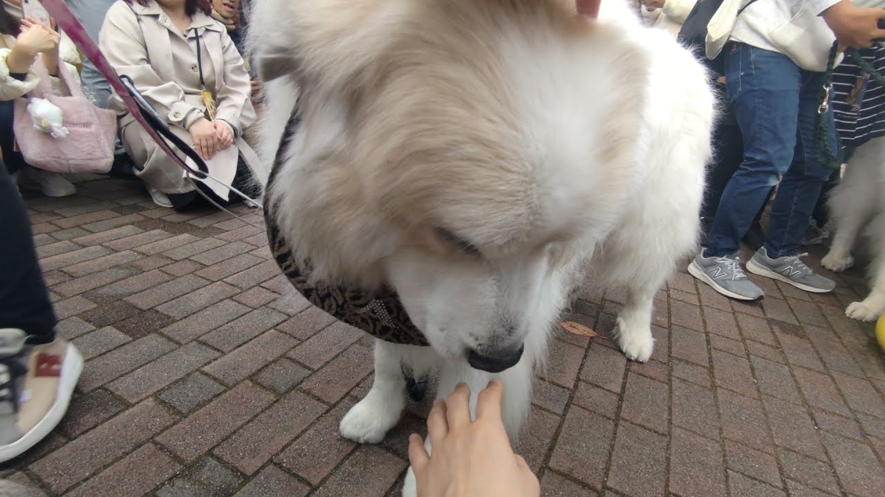 【再up】わんこFes2024行ってきた!