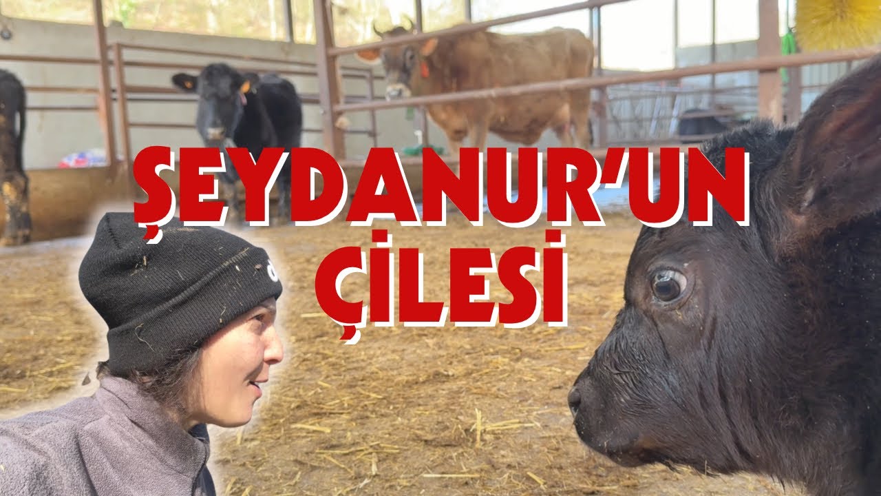 YAVRUSUNA DÜŞKÜN ANGUS SİZDEN ÖZÜR DİLİYOR