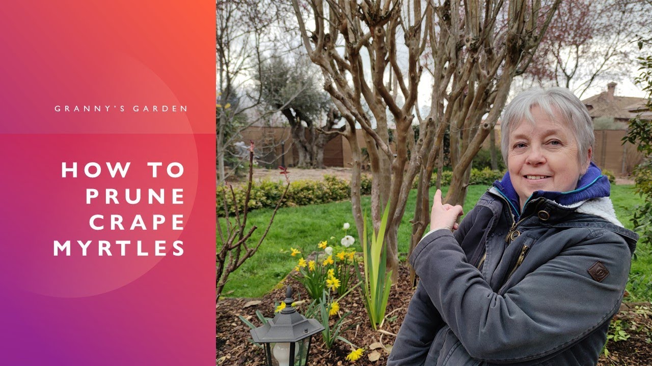 HOW TO PRUNE CRAPE MYRTLES