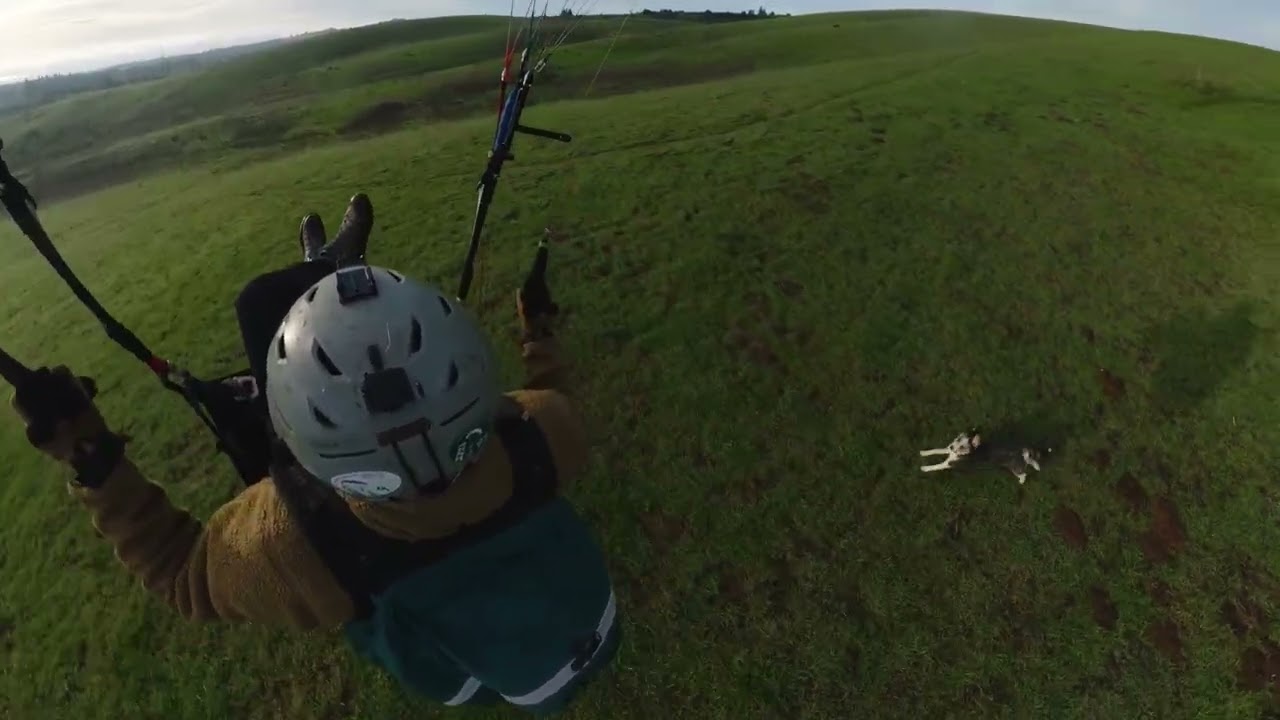 Another relaxing doggie paragliding sledder