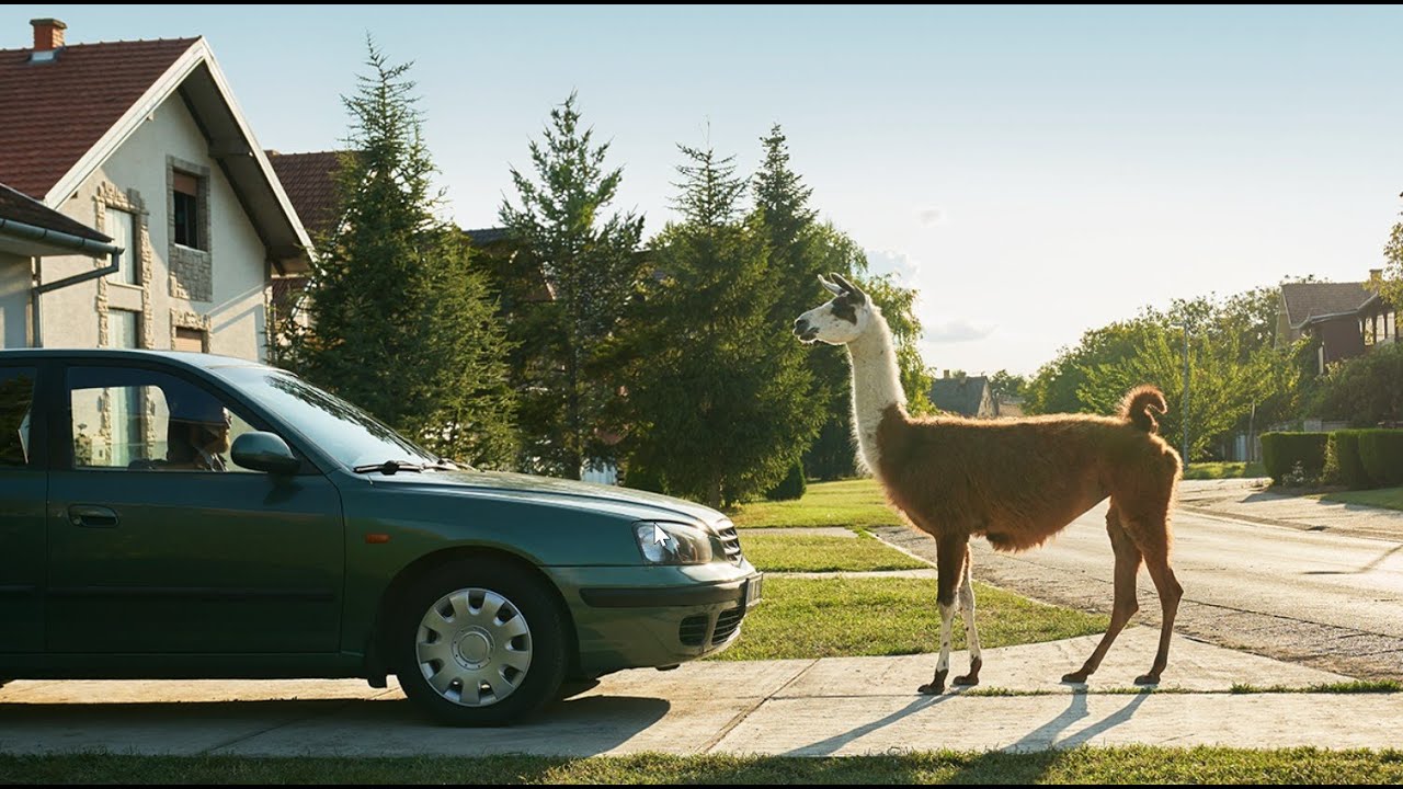 Llama Drama - Bosch High Performance Wiper Blades