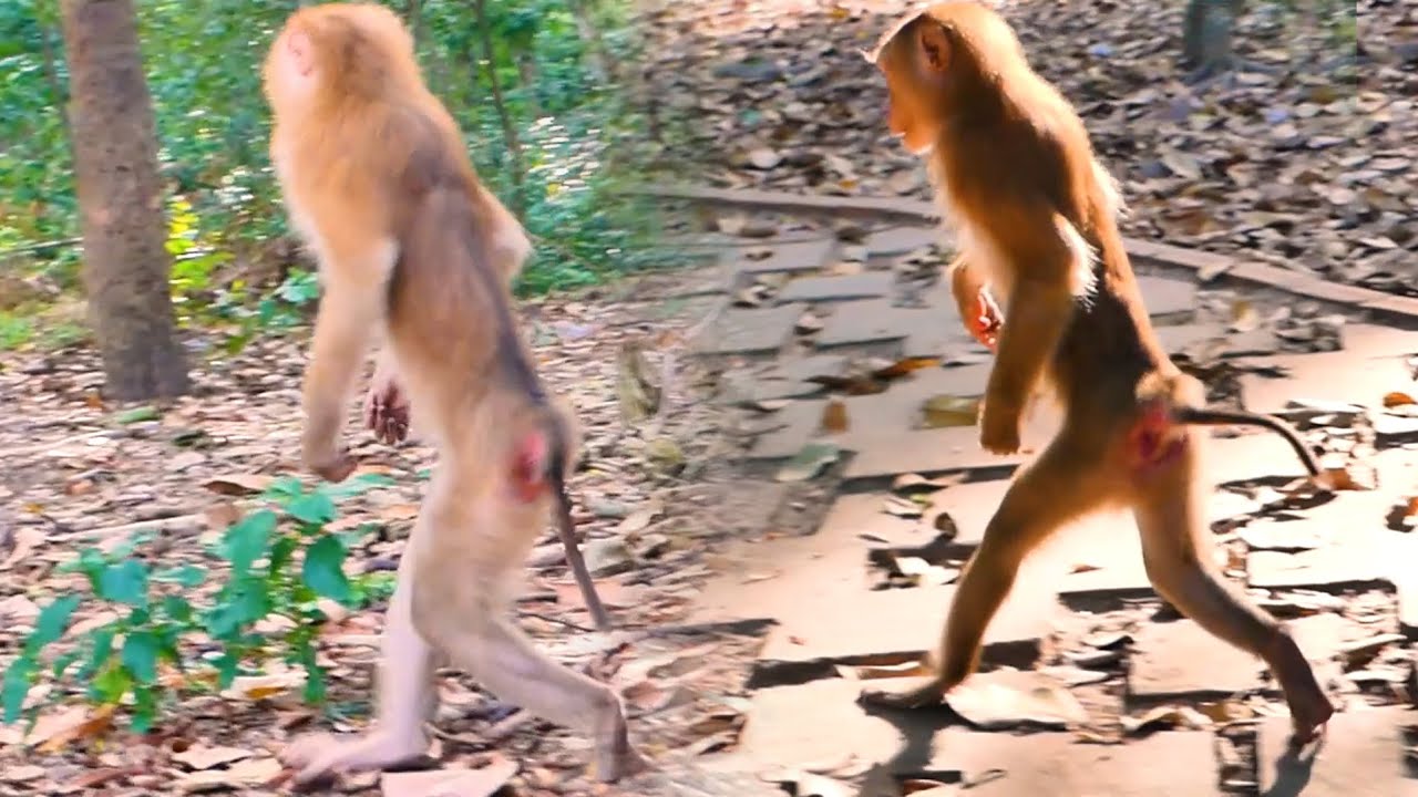 Oh! A female abandoned monkey who is quite adept at walking on two legs. very pretty-well