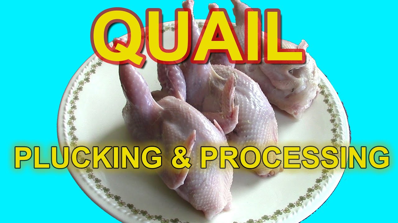 PLUCKING & PROCESSING QUAIL - Testing the Plucker Ukraine Drill Mounted Plucker