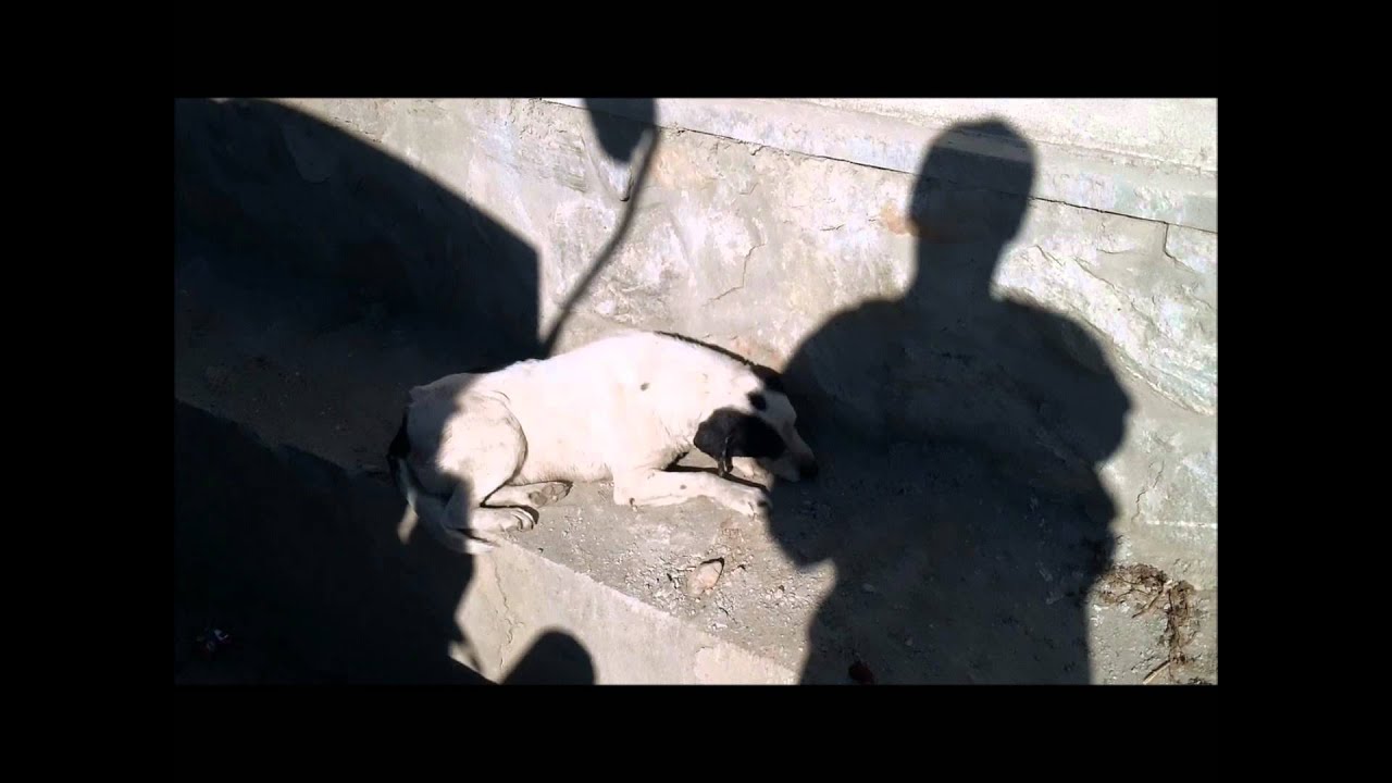 Puppy Rescue  Mission