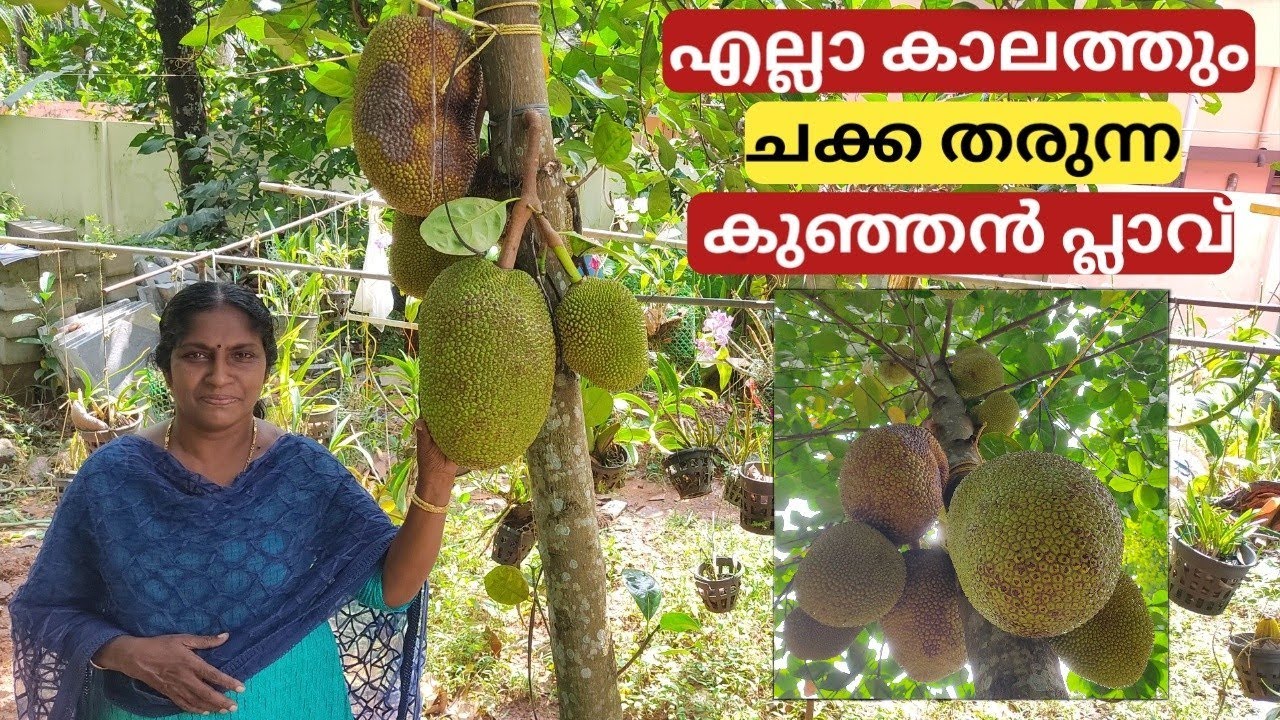 Jackfruit - All season | Vietnam super early | Malayalam