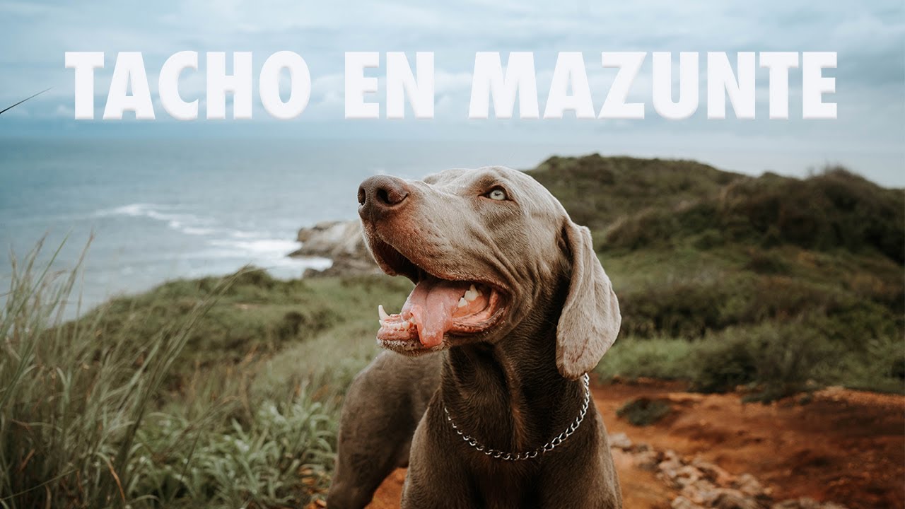 Me llevé a Tacho en avión a Oaxaca / perro weimaraner en Mazunte