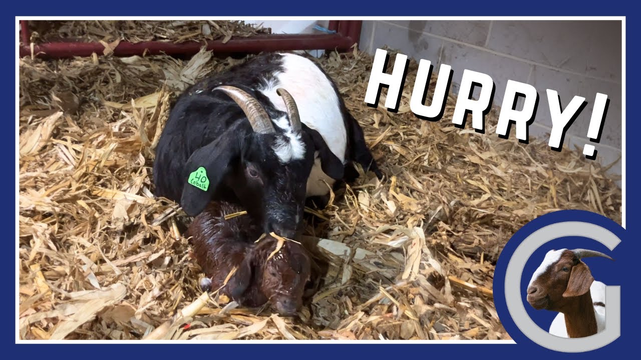 Смогут ли они все пошутить до наступления мороза в -20°? Спешу поскорее закончить эти шутки! - Ви...