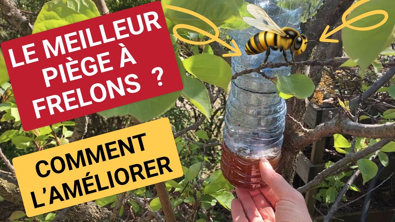 4 améliorations pour  piège à frelons asiatiques (indispensables)