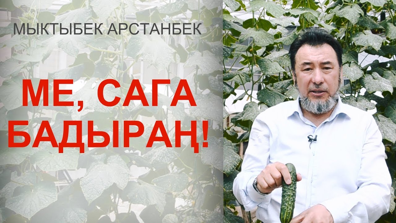 Мыктыбек Арстанбектин бадыраңдары. Дарысыз өстүрсө болот.