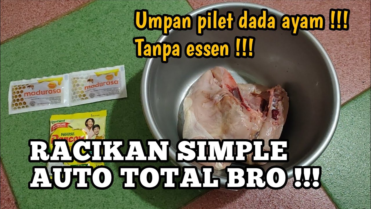 UMPAN PILET DADA AYAM GALATAMA LELE !!! TANPA ESSEN