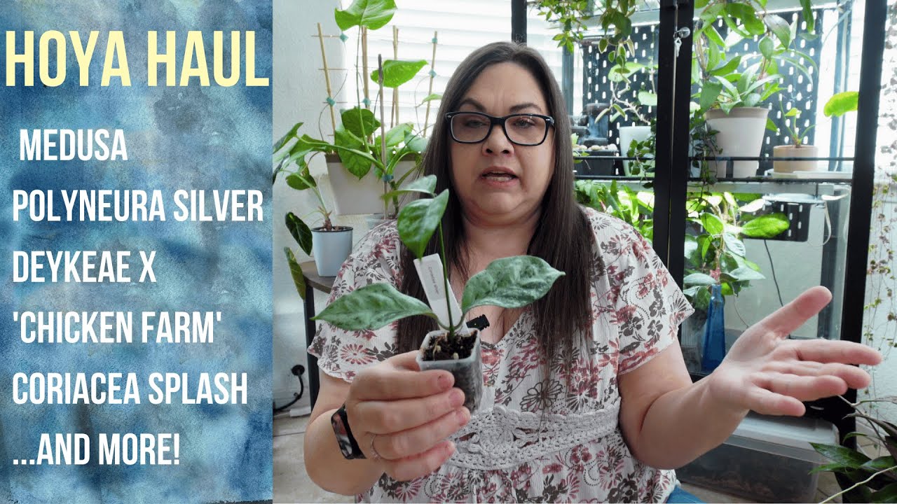 Rare Hoya Haul from LaurensLeaves777: Medusa, Coriacea, Polyneura Silver & More!
