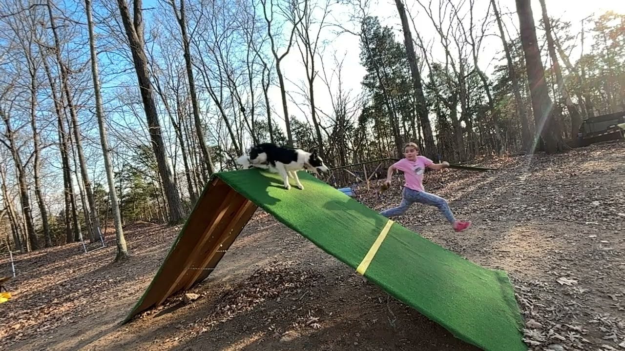 Border Collie Dog Agility, practice, Bubbles, 1-6-26 ￼