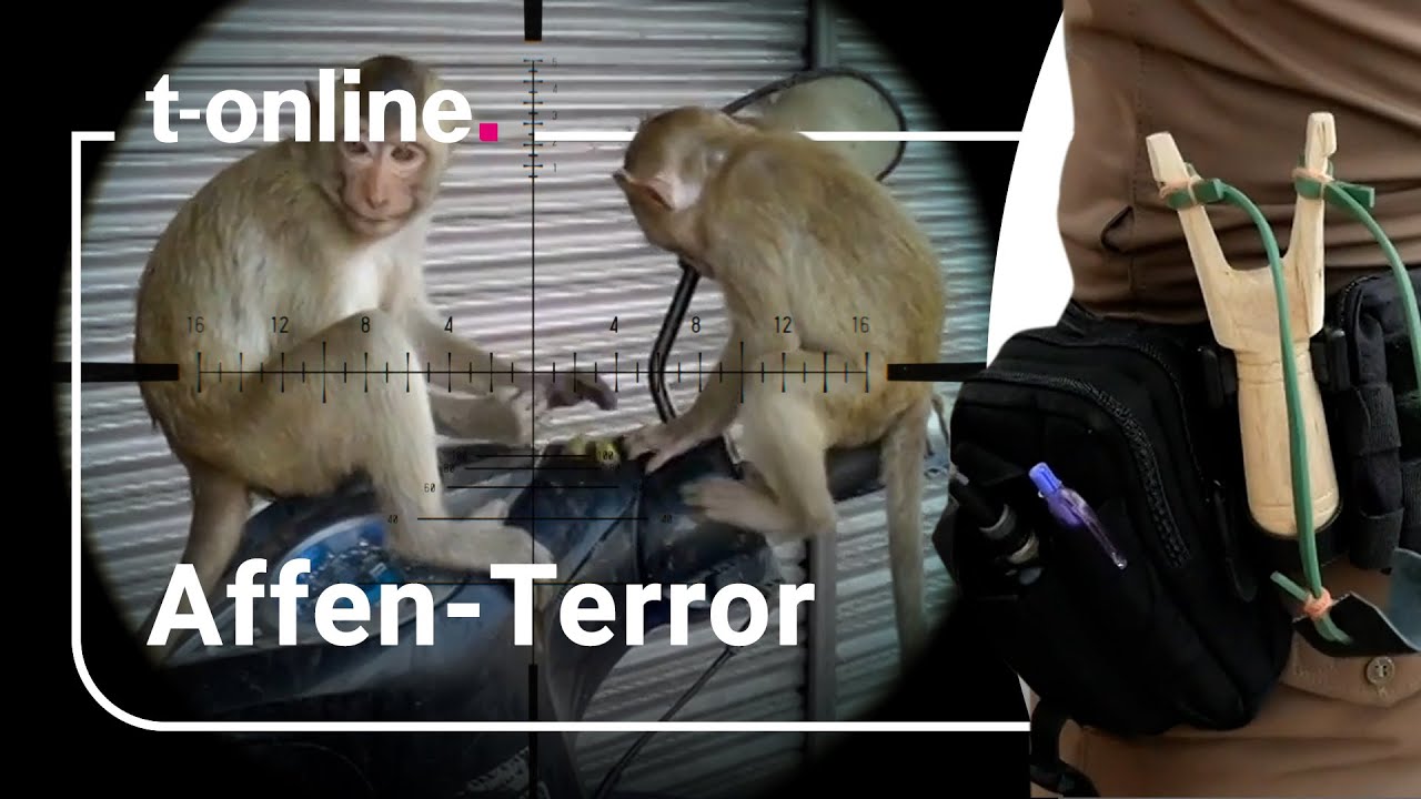 Affen terrorisieren Touristenziel in Thailand &ndash; Stadt ergreift Ma&szlig;nahmen