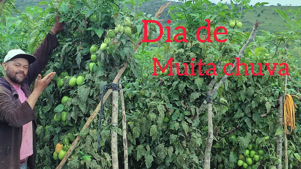 Dia de chuva na plantação de tomate e pimentão.