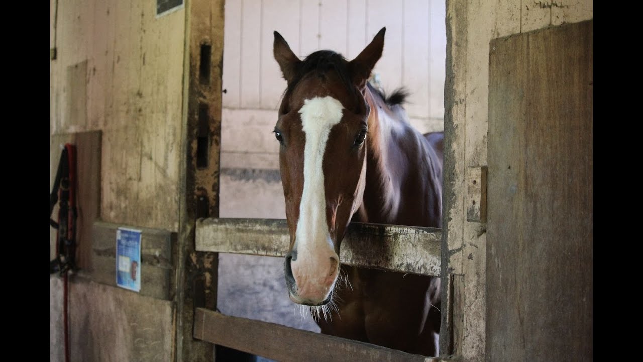扇風機の風の位置を理解しているメイショウドトウ