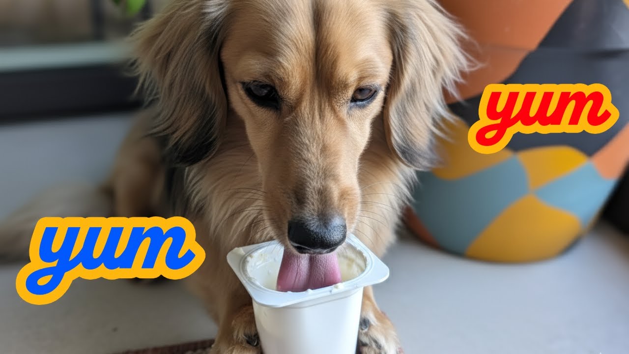 Dachshund Licks A Yogurt Cup Clean!