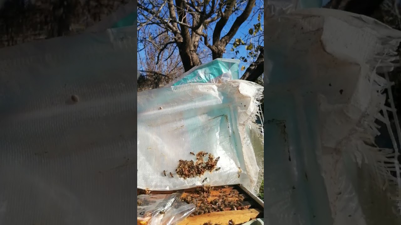 Sunitohumlama ile ürettiğimiz ana arıların performansı.