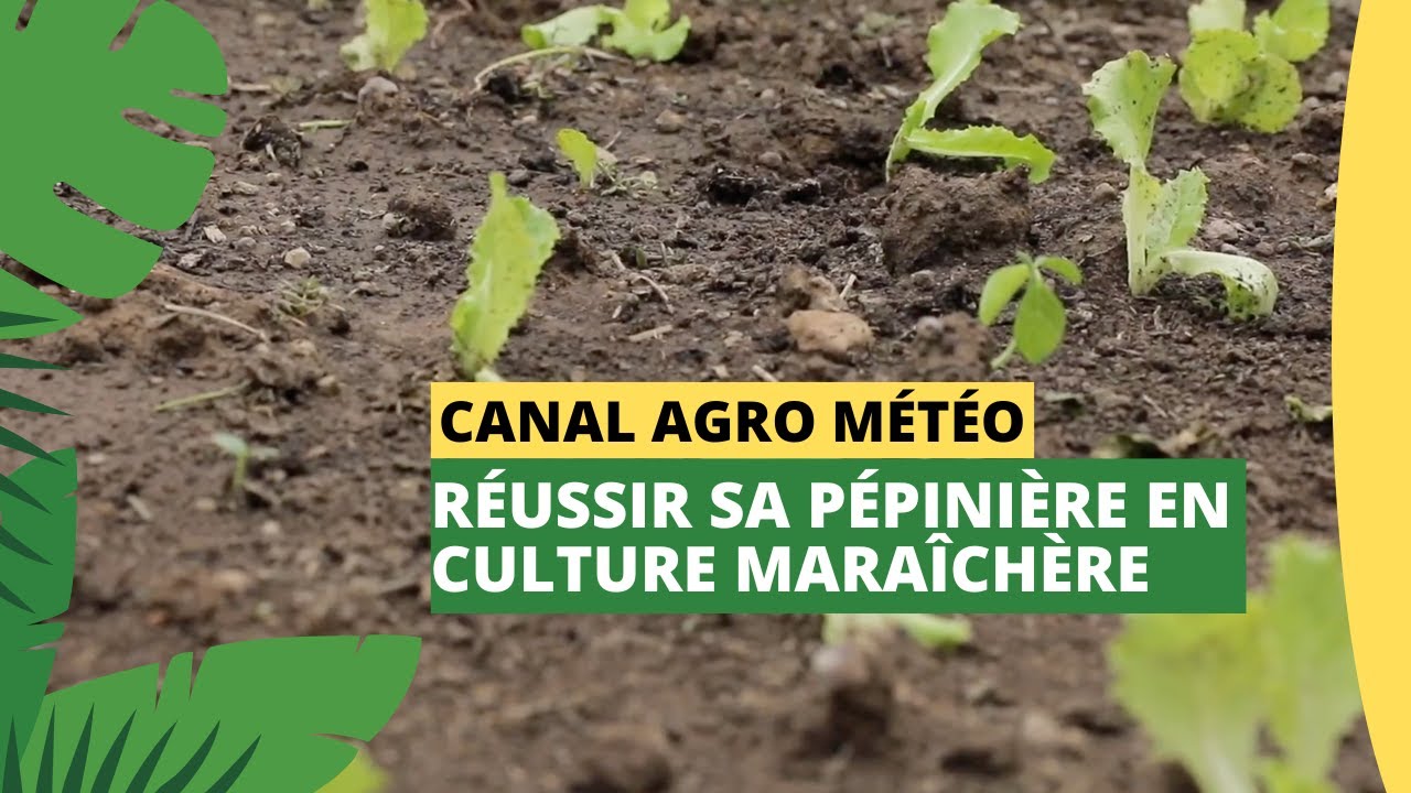 Canal Agro Météo : Réussir sa pépinière en culture maraîchère