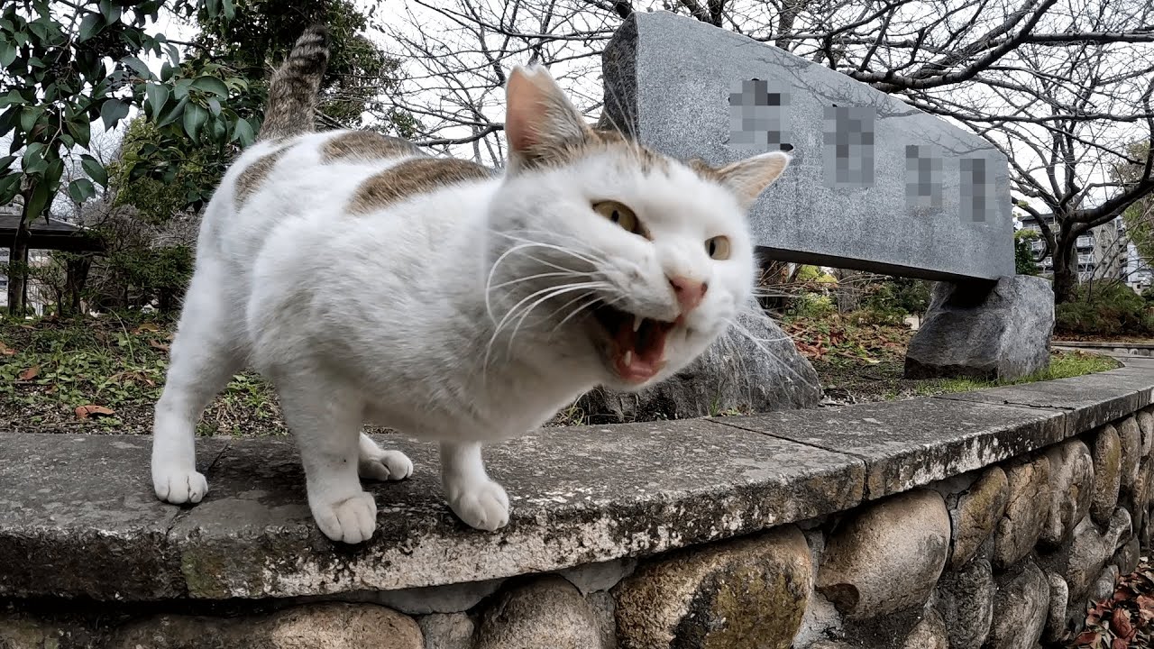 お正月に四兄弟の猫たちに会いに行ってみると、ご機嫌過ぎてノリノリ状態な末弟のトビキジ猫がお友達のキジ猫を追い回してました