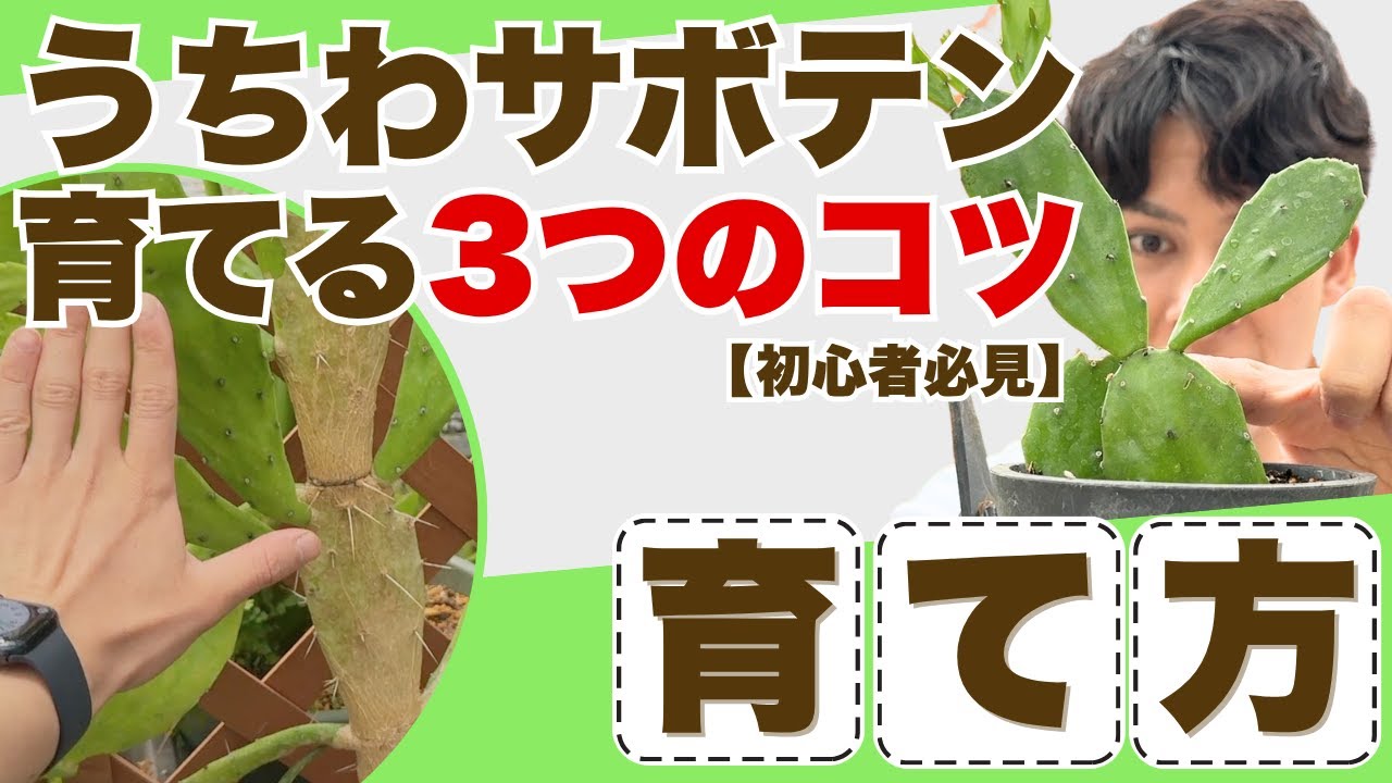 【初心者向け】うちわサボテンを枯らさない！育てるコツ3つと再生テク🌵