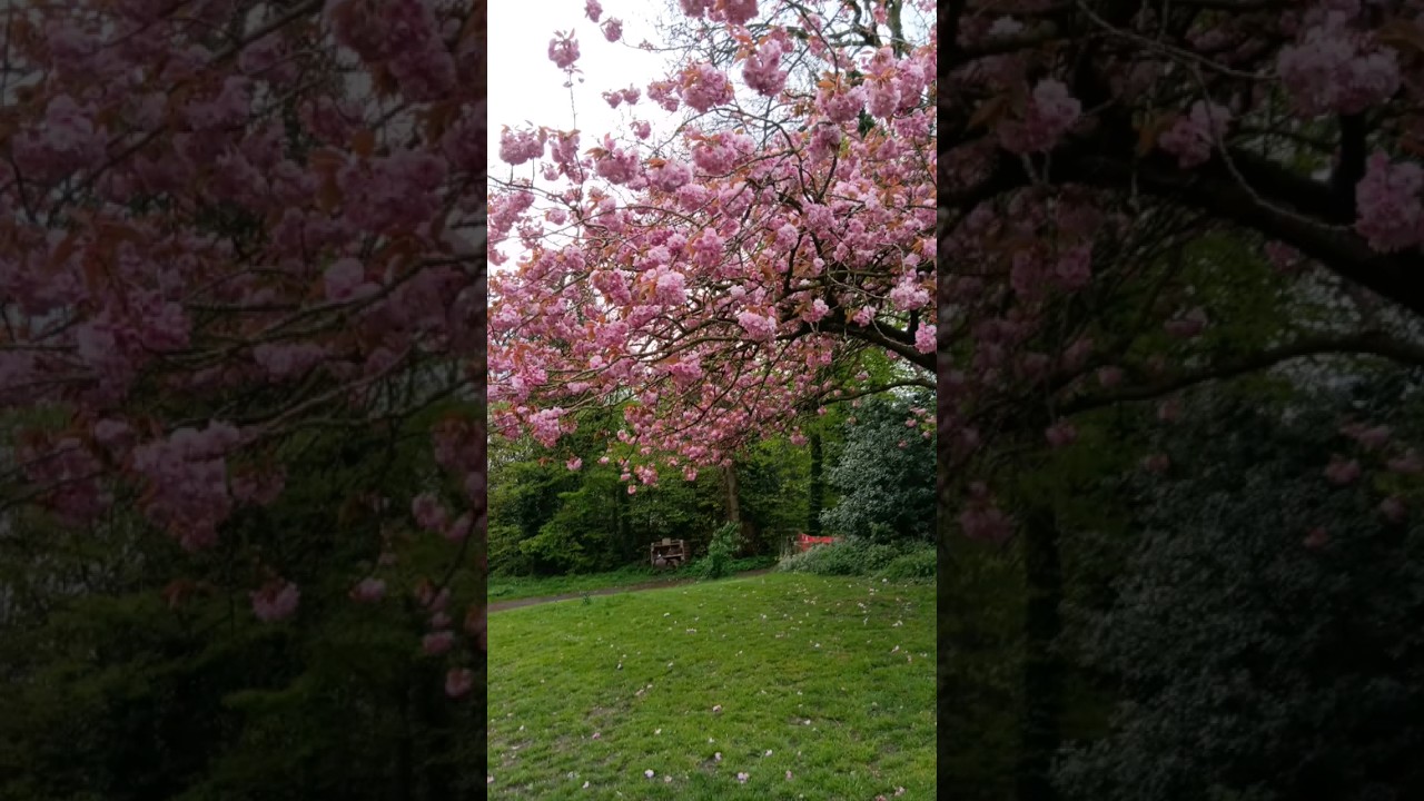 Beautiful Manchester park #shorts #blossom #park #Manchester