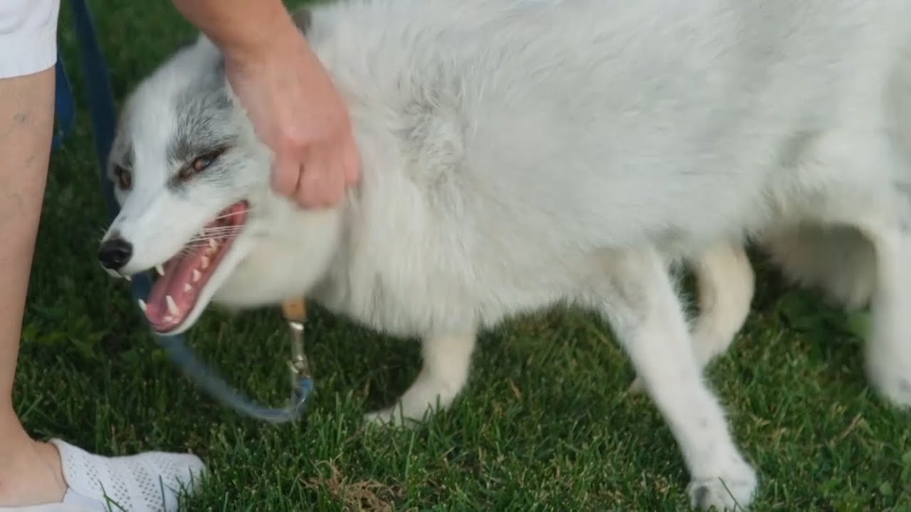 Outfoxing Evolution: Soviet-era Project Turns Foxes Into Pets