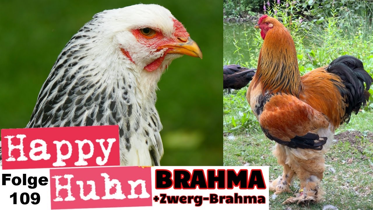 Riesenhühner! Brahma-Hühner im Portrait mit Zwerg-Brahma - Haltung, Zucht, Farben - HAPPY HUHN E109