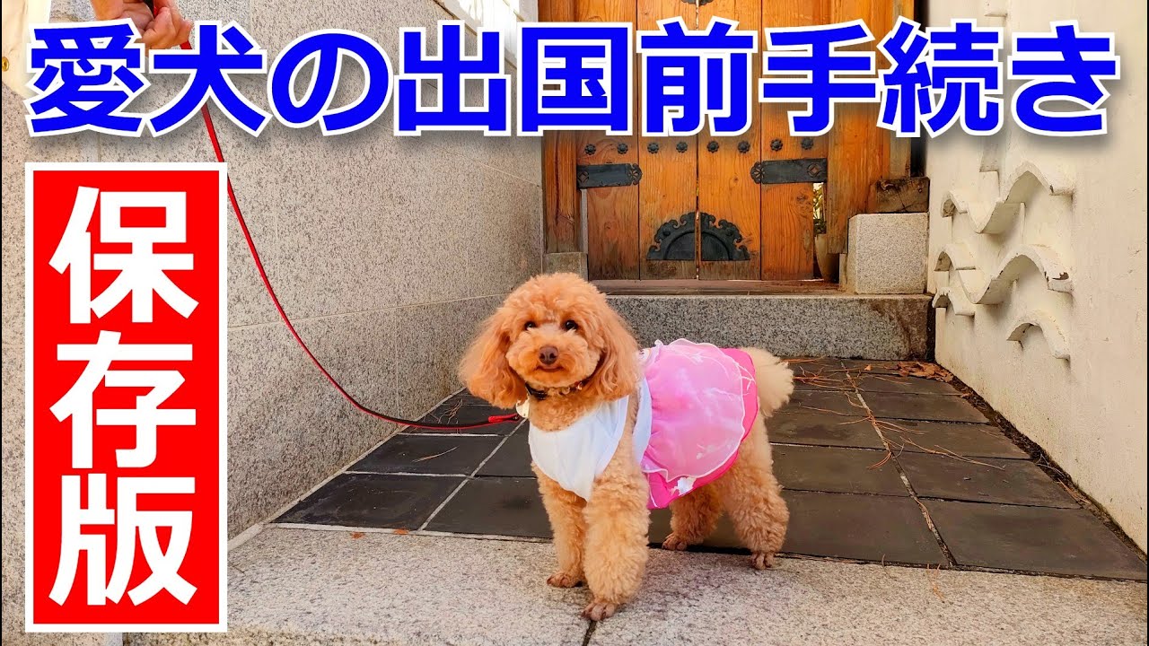 【愛犬と韓国の旅】出国前の準備と手続き～保存版～