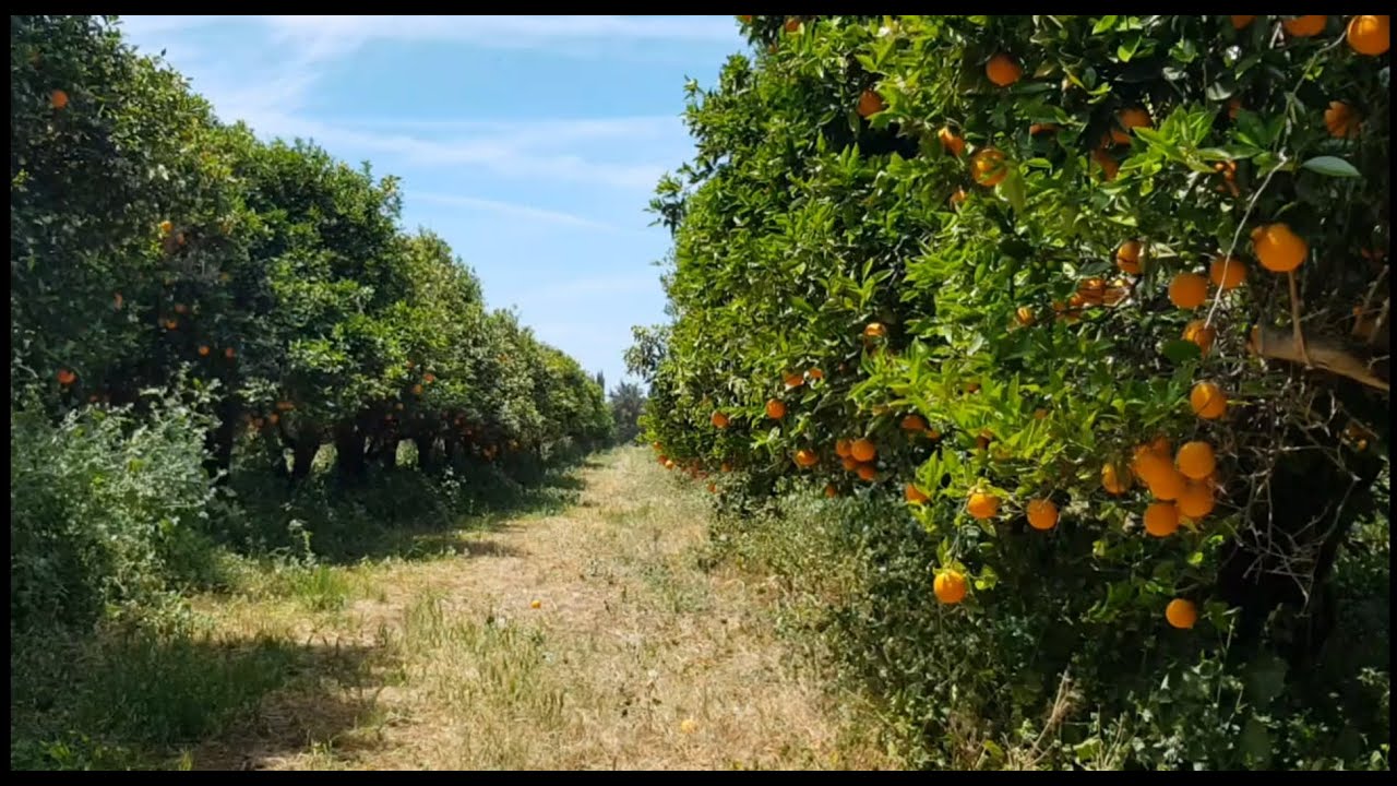 Cyprus Oranges Farm