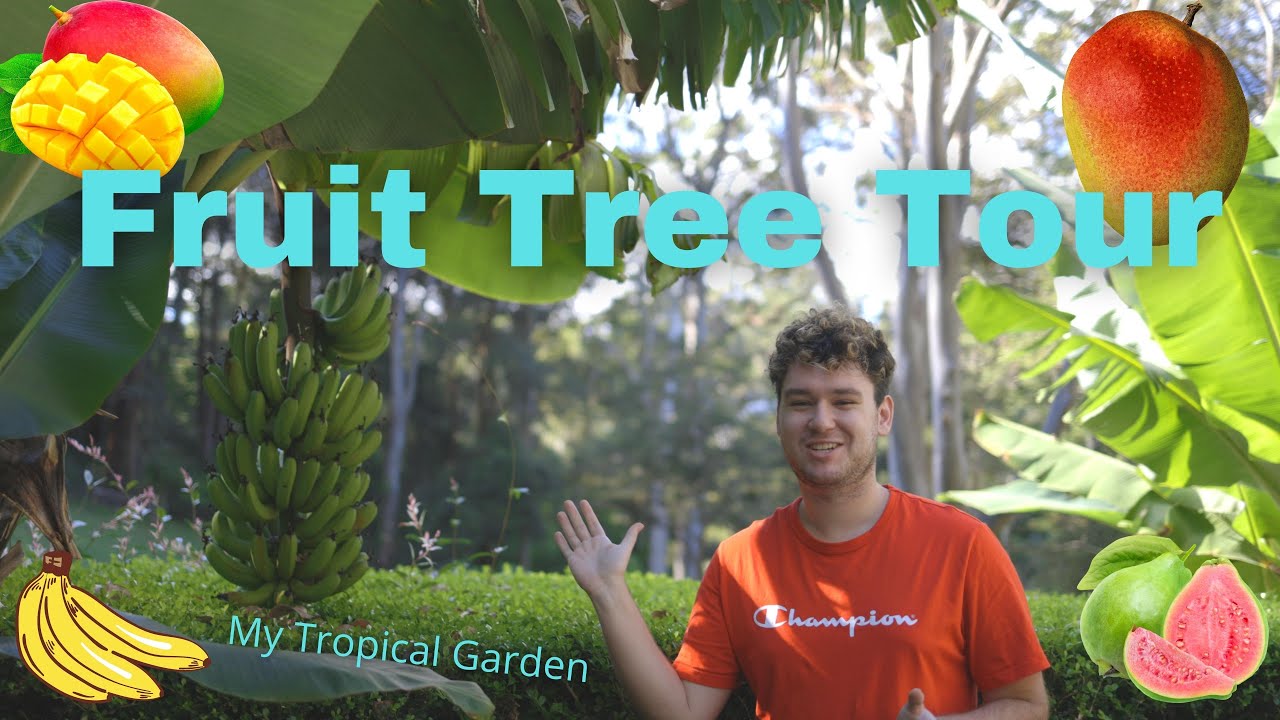 My Favourite Fruit Trees // Tropical Garden Tour