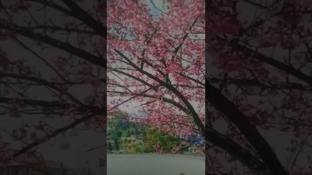 Mộng Hoa Sim  st Thiên Tú kim Hiệp cover ♥️♥️♥️♥️♥️♥️