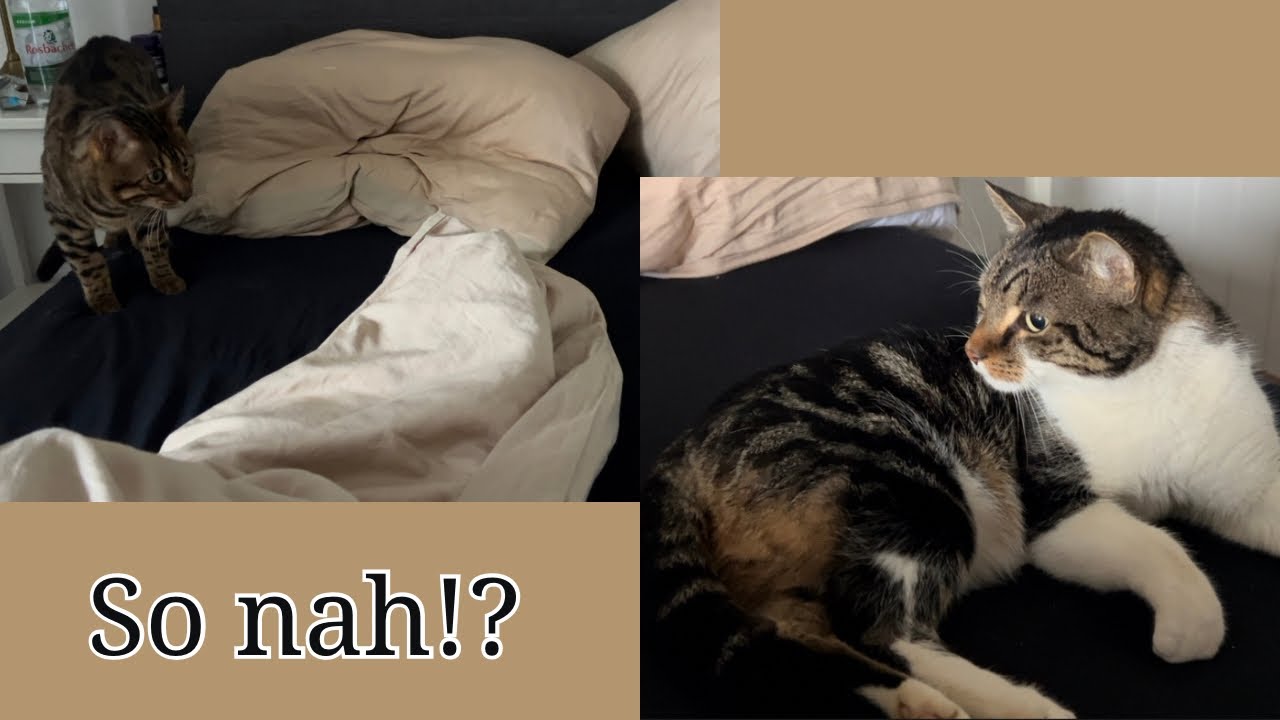 Katzen müssen ihr Revier verteidigen..