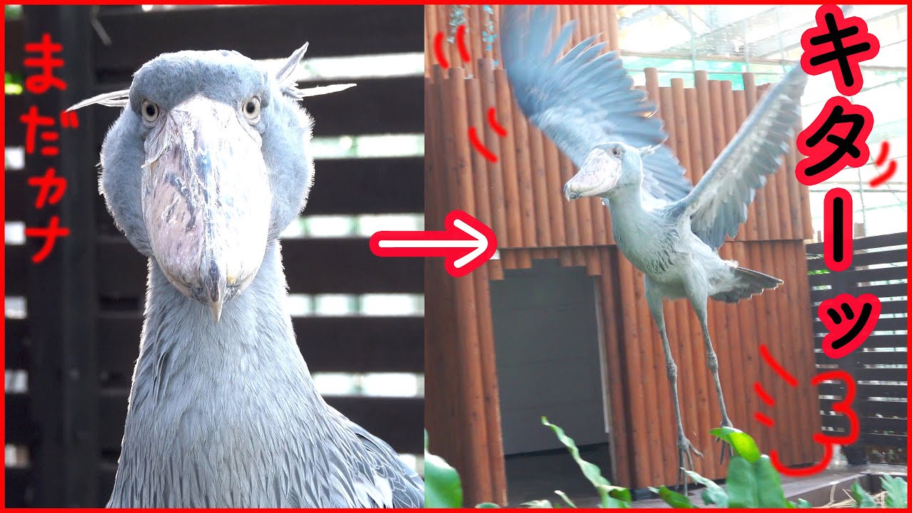 大好きな飼育員さんを待つふたばちゃんのソワソワ40分を10分にギュッと凝縮!【春のふたば10】 Spring Futaba_10 Shoebill FUTABA 2021_35 FUTABA-CHAN