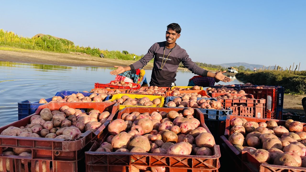 First Time I Bought *3000kg* Potatoes From Farmer - पहली बार खरीदा इतना सारा आलू