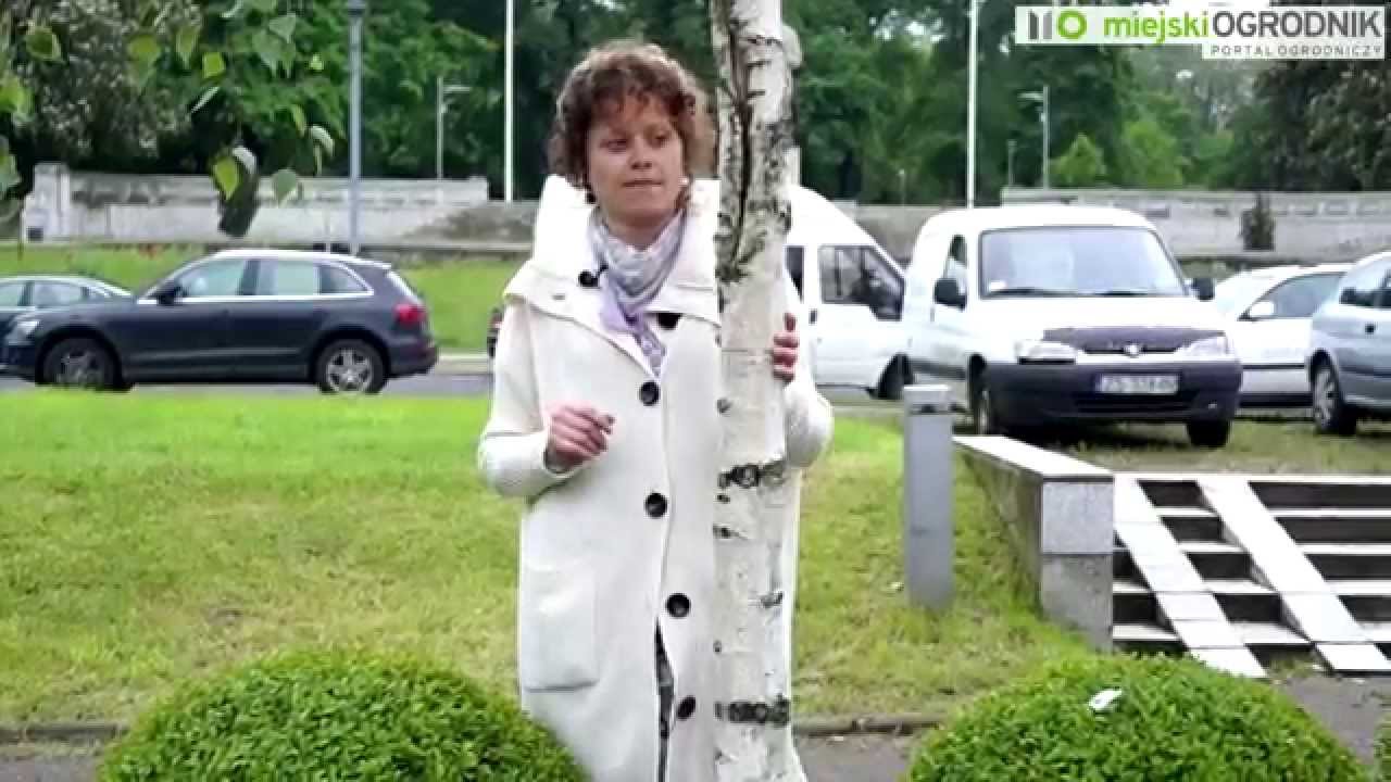 Kocham Tę Roślinę - Brzoza S02 E14