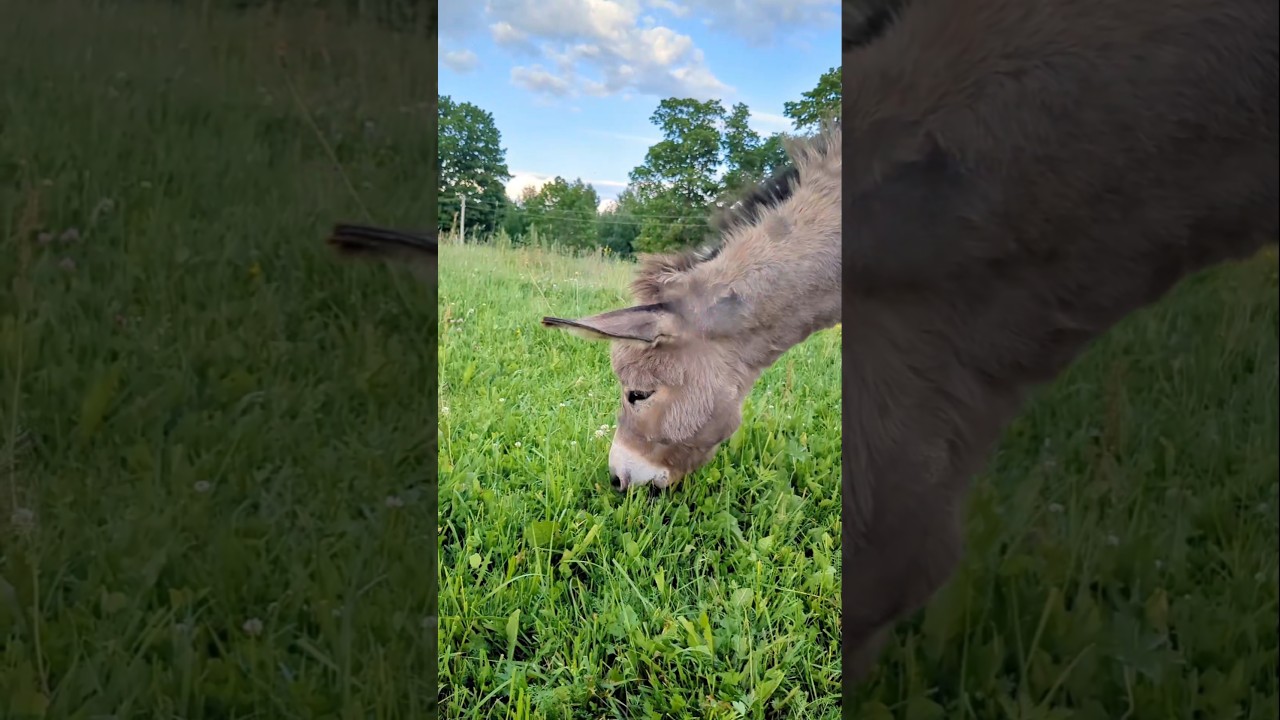 И запомните, ЛОШАК - это не обзывательство! 😁 Мой тгк: pro_hutor