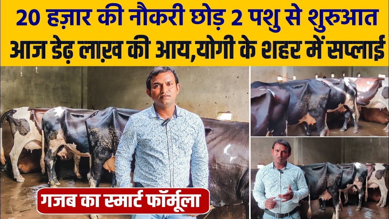 20 हजार की नौकरी छोड़ शुरू किए डेयरी फार्म/dairy farm up/dairy farm lucknow/small dairy farm/abs cow