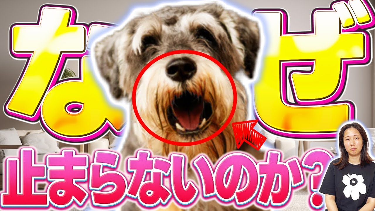 「何をしても他の犬に吠えて止まらない！」効果の出る正しい止め方をご紹介