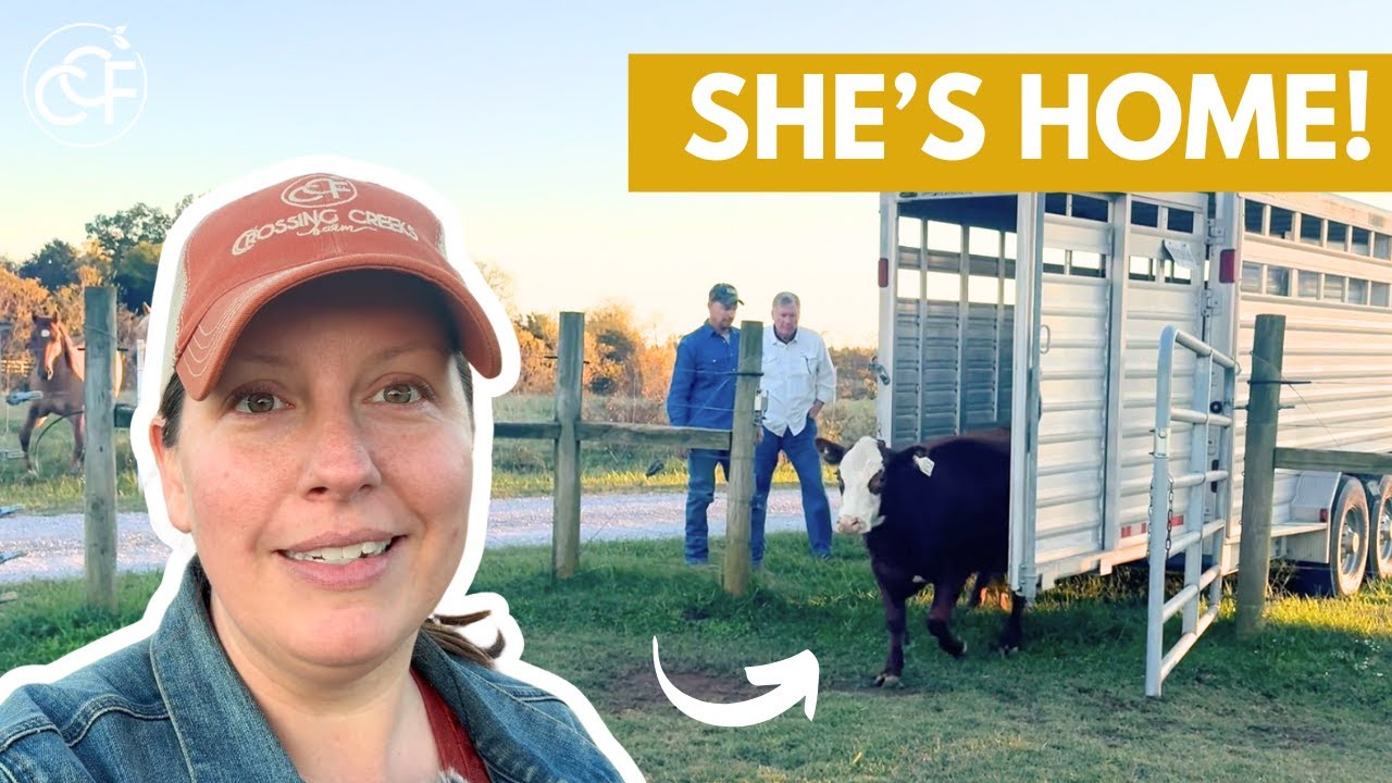 Bringing A Heifer Back Into the Herd! | Crossing Creeks Farm