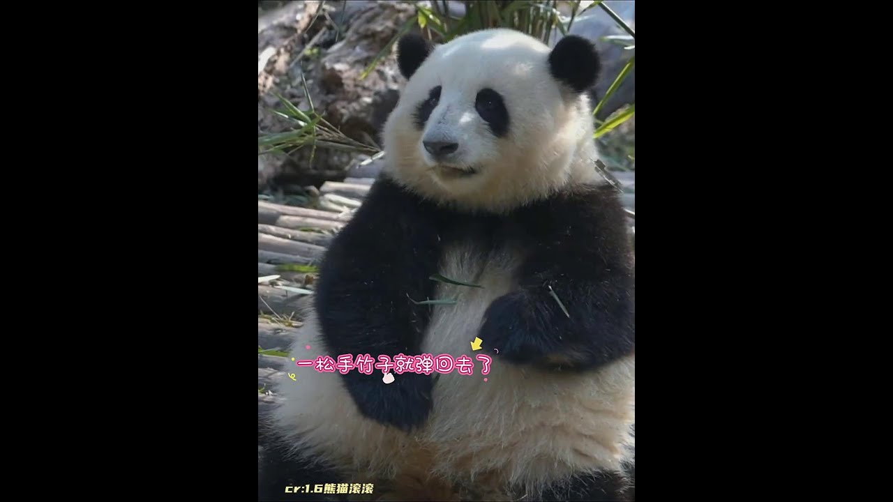 花花一松手, 竹子就弹回去了，她盯着竹子想了个好方法，真是个聪明的宝宝❤️