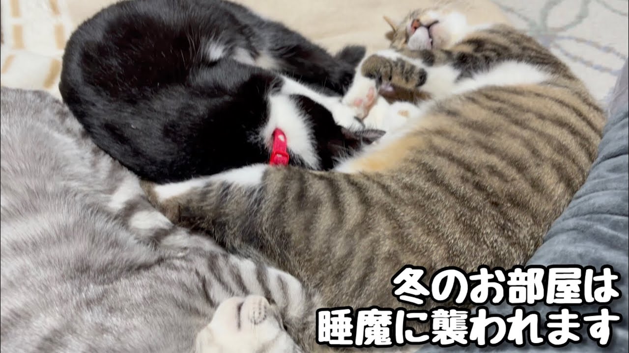 【保護猫３兄弟】冬のお部屋は睡魔に襲われます【こゆきチャンネル】#28