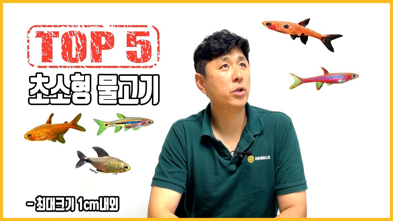 초소형 열대어 TOP 5!!!