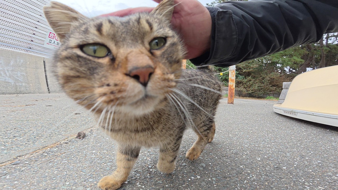 Когда я играл с трёхцветной кошкой, ревнивая полосатая кошка пришла в ярость.