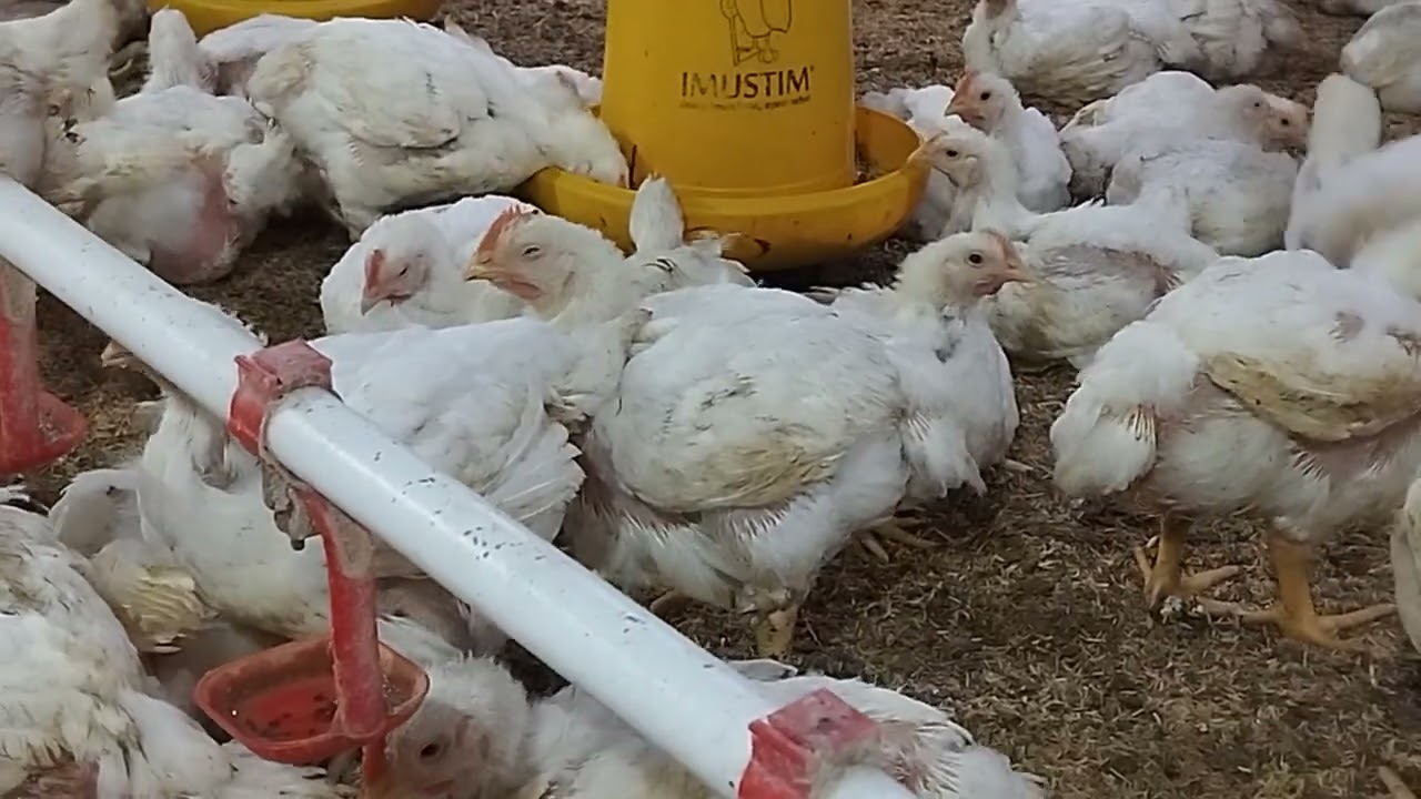 Broiler sudah besar
