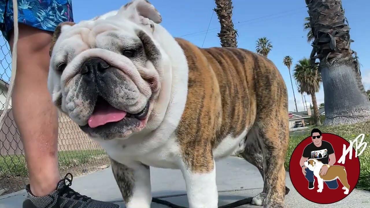 Caminata con mi BULLDOG INGLES!! HECTOR BOLAÑOS