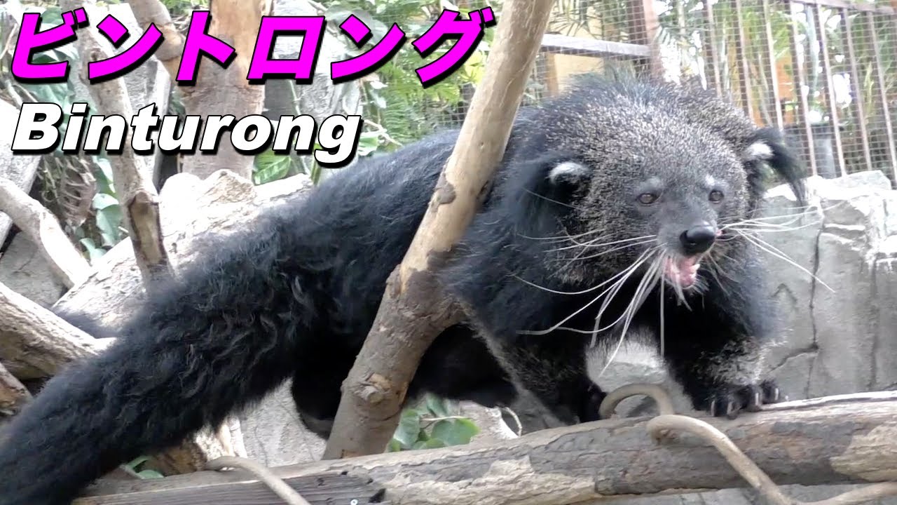 【野生動物】ビントロングの生態〜アジアの森林に暮らす最大のジャコウネコ（Binturong）〜